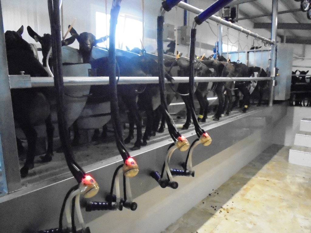 Sistema de ordeño en una granja caprina de raza Murciano-Granadina. España - Abril 2016