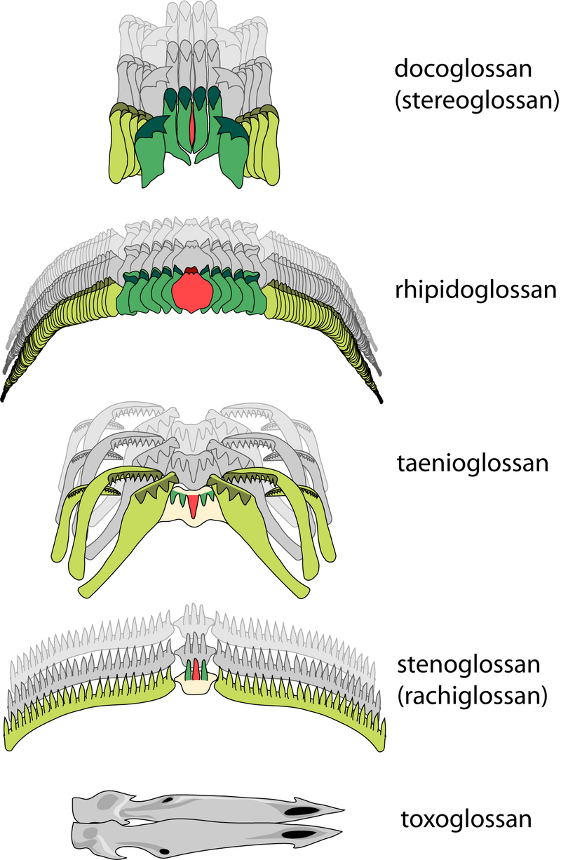 Diferentes rádulas de animales moluscos como el caracol. Tipos Rádula: Rojo=diente central (ráquidiano), Verde=dientes laterales, Amarillo=dientes marginales.